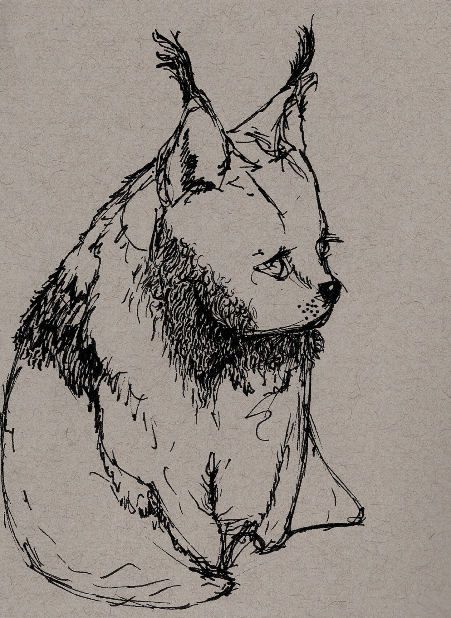 "Lynx" 4 x 6 print